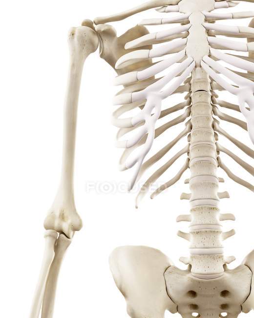 Illustration of human thorax on white background. — Stock Photo
