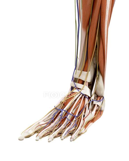 Illustrazione dell'anatomia del piede umano su sfondo bianco . — Foto stock