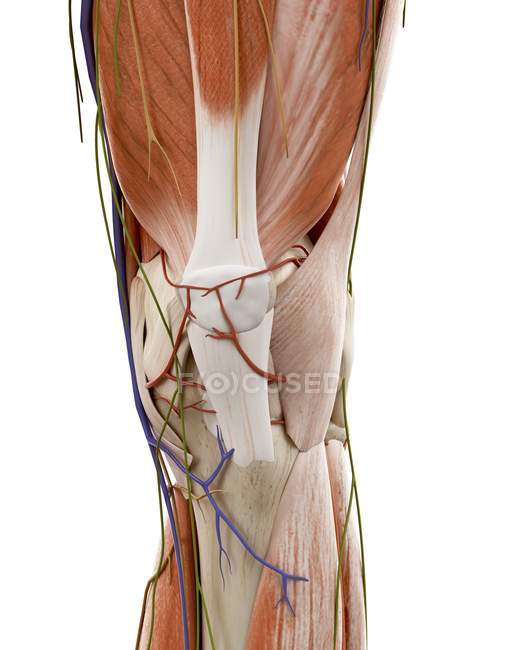 Ilustración de la anatomía de la rodilla humana sobre fondo blanco
. - foto de stock