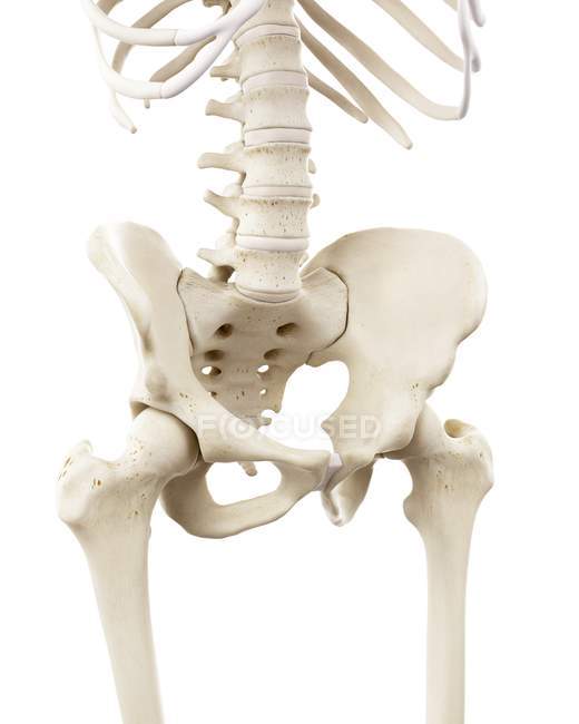 Illustrazione del bacino scheletrico umano su sfondo bianco . — Foto stock