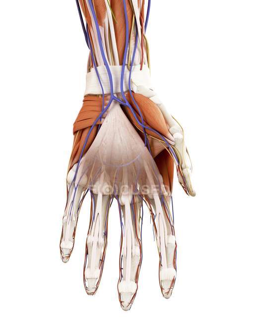 Ilustração da anatomia da mão humana sobre fundo branco . — Fotografia de Stock