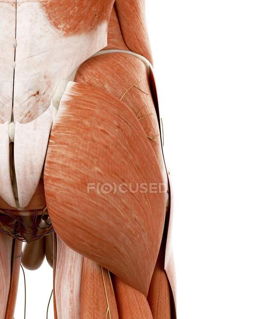 Illustration der menschlichen Rückenanatomie auf weißem Hintergrund. — Stockfoto