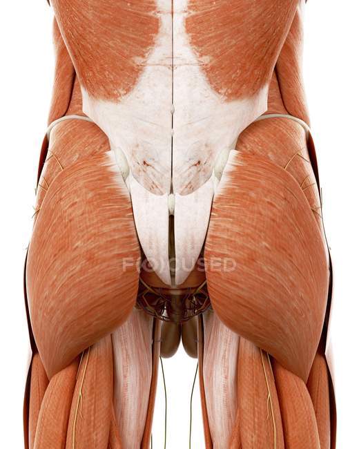 Ilustración de la anatomía de la espalda humana sobre fondo blanco . - foto de stock
