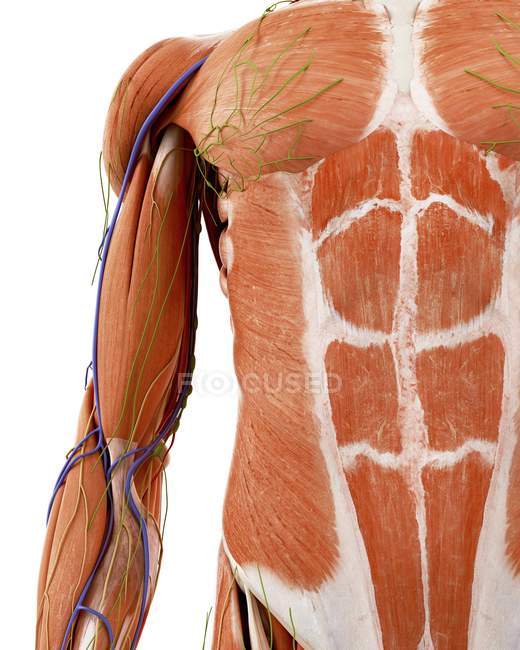 Illustrazione dell'anatomia del braccio superiore umano su sfondo bianco . — Foto stock