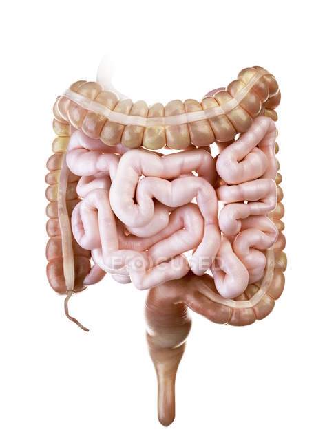Illustrazione dell'intestino tenue e crasso umano su sfondo bianco
. — Foto stock