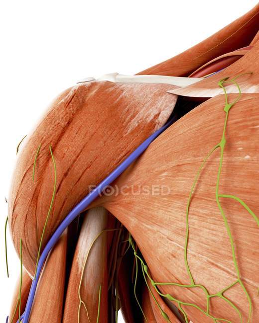 Ilustración de la anatomía del hombro humano sobre fondo blanco . - foto de stock