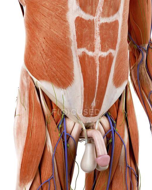 Ілюстрація чоловічої анатомії черевця людини на білому тлі . — стокове фото