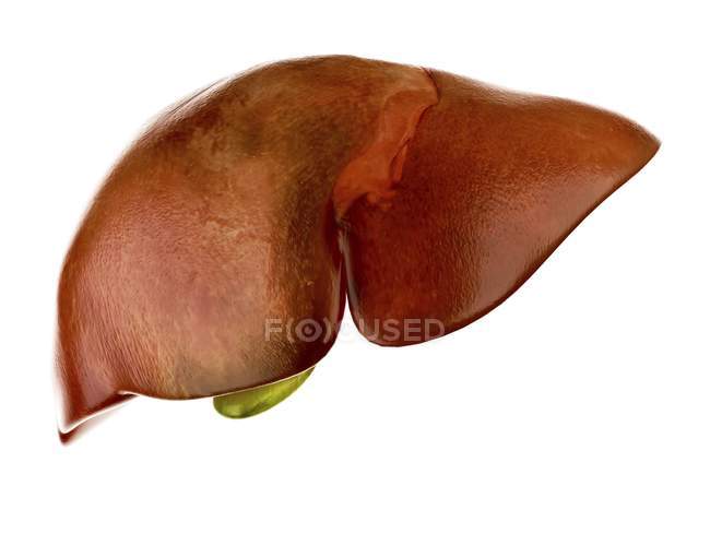 Illustrazione del fegato umano e della cistifellea su sfondo bianco
. — Foto stock