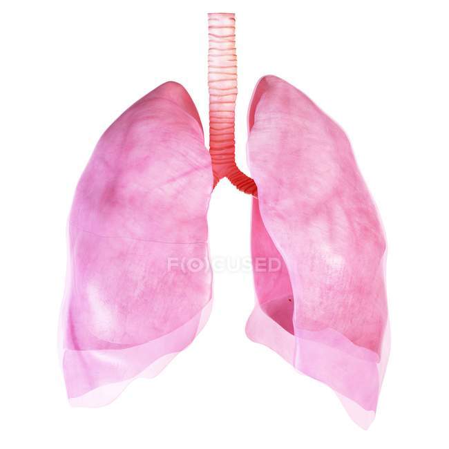Ілюстрація здорового легенів і плеври. — стокове фото