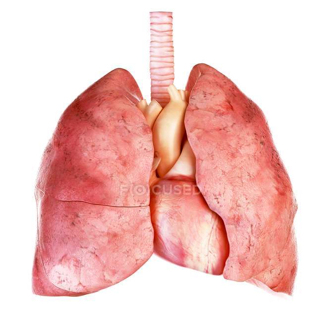 Ілюстрація людського серця і легенів на білому тлі. — стокове фото