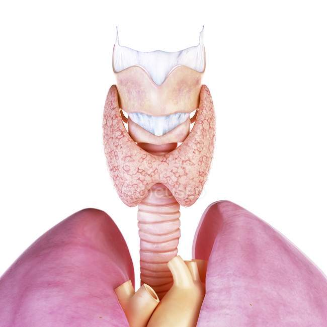 Ilustración de la glándula tiroides humana y la laringe sobre fondo blanco . - foto de stock