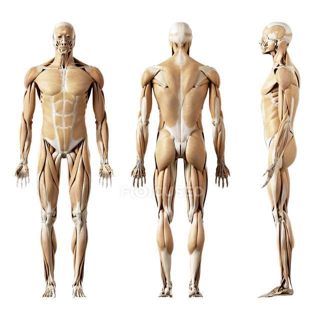 Illustration of human muscles on white background. — Stock Photo