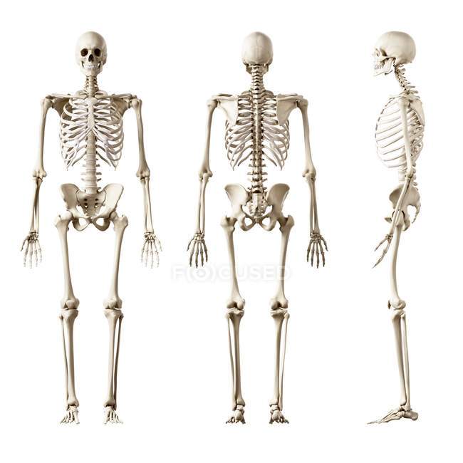 Ilustración del esqueleto humano sobre fondo blanco
. - foto de stock