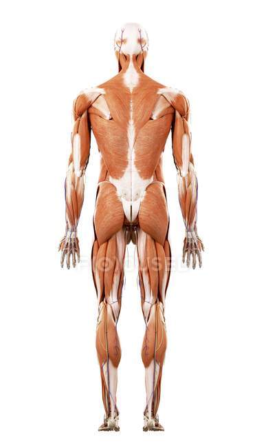 Ілюстрація м'язи у людини на білому тлі. — стокове фото