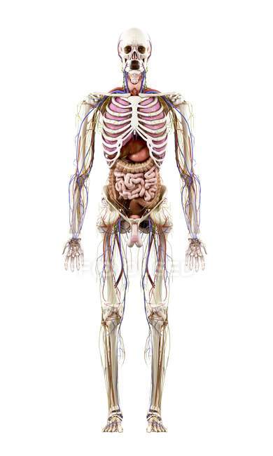 Ilustración de la anatomía humana sobre fondo blanco . - foto de stock