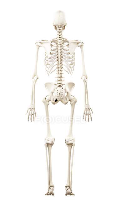 Illustration of human skeleton in rear view on white background. — Stock Photo