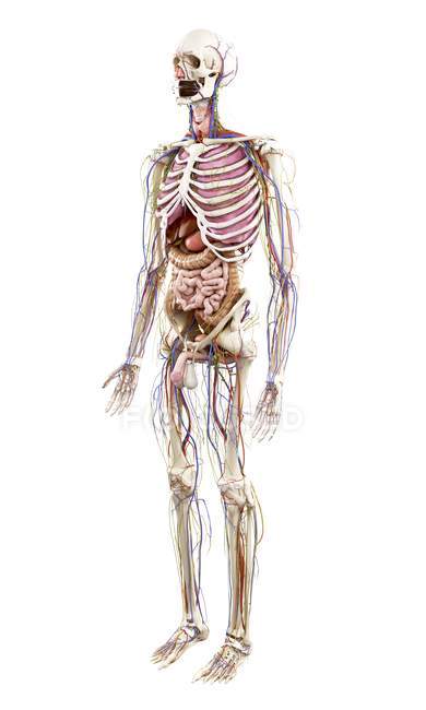 Illustrazione dell'anatomia umana su sfondo bianco . — Foto stock
