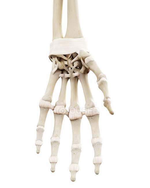 Ilustración de huesos humanos de la mano sobre fondo blanco . - foto de stock