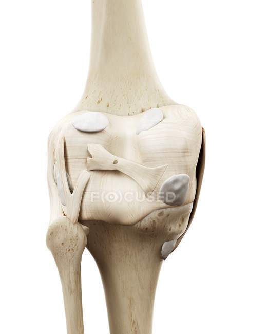 Illustration of human knee bones on white background. — Stock Photo