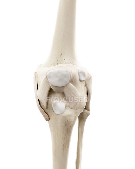 Ілюстрація кісток людського коліна на білому тлі . — стокове фото