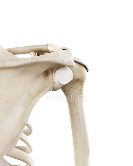 Illustrazione delle ossa umane della spalla su sfondo bianco . — Foto stock