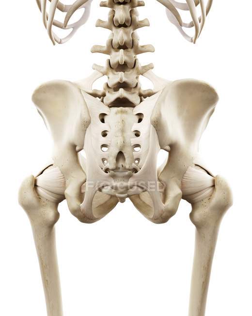 Illustrazione delle ossa dei fianchi umani su sfondo bianco
. — Foto stock