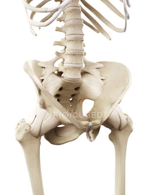 Illustration of human hips bones on white background. — Stock Photo