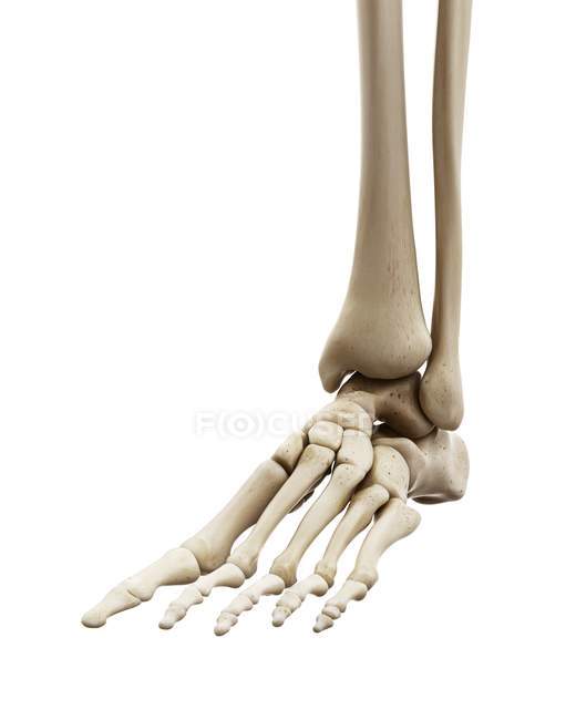 Illustration of human foot bones on white background. — Stock Photo
