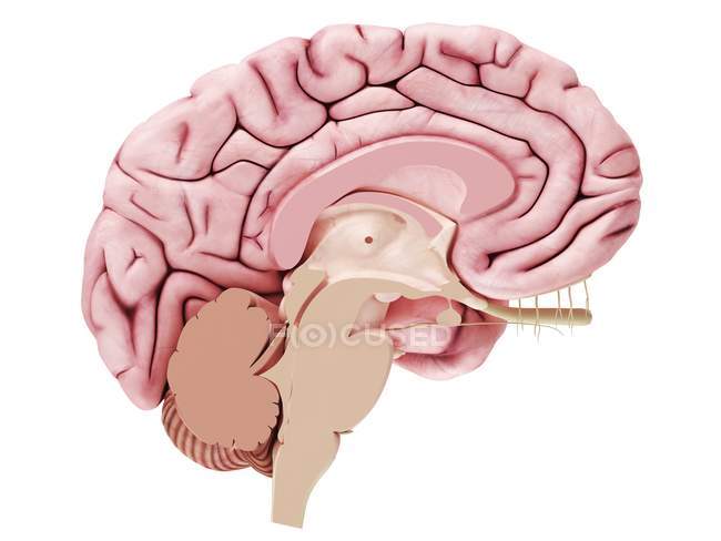 Illustration des Gehirns im Querschnitt auf weißem Hintergrund. — Stockfoto