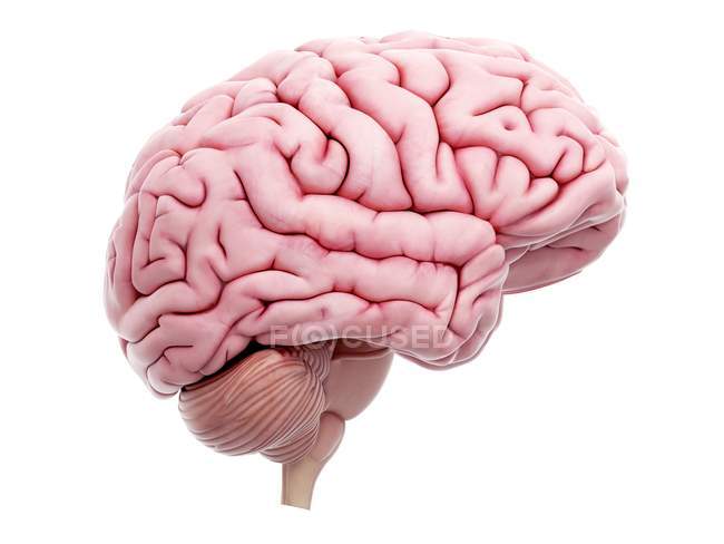 Ilustración del cerebro humano sobre fondo blanco
. - foto de stock