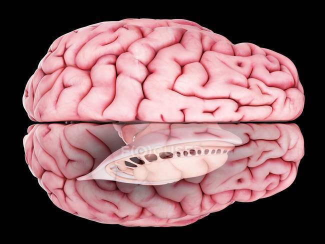 Ilustración de la anatomía realista del cerebro humano sobre fondo liso . - foto de stock