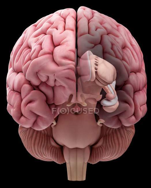 Ilustración de la anatomía realista del cerebro humano sobre fondo liso . - foto de stock
