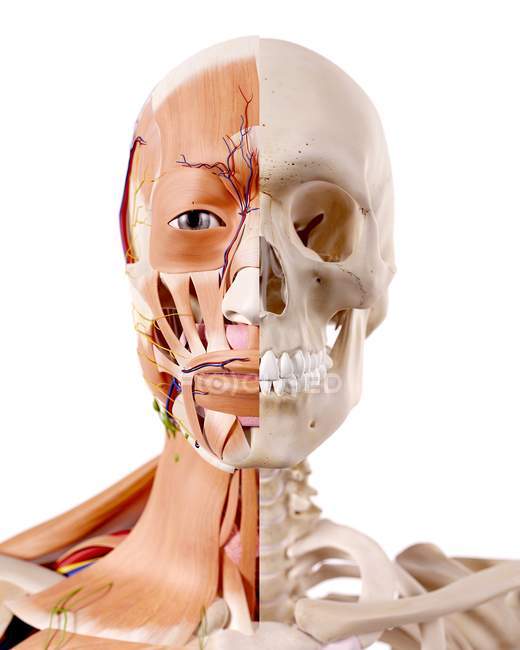 Ilustração dos músculos e esqueleto no corpo humano . — Fotografia de Stock