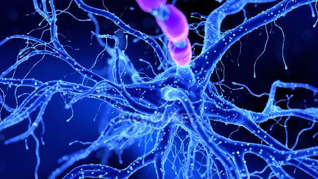 Arte abstrata da estrutura das células nervosas humanas . — Fotografia de Stock