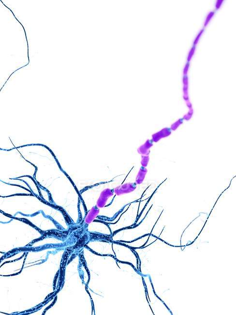 Цифрова ілюстрація нервової клітини людини з дендритами . — стокове фото