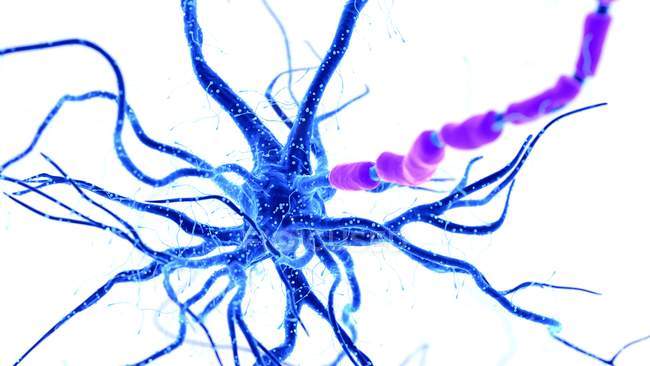Illustrazione digitale della cellula nervosa umana con dendriti . — Foto stock