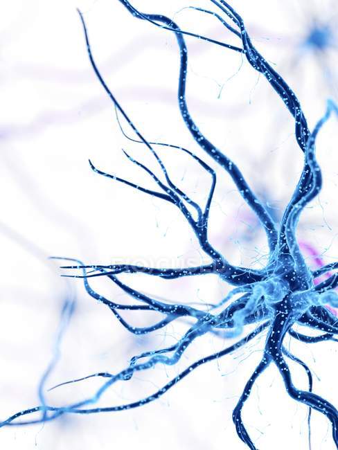 Illustrazione digitale della cellula nervosa umana con dendriti
. — Foto stock