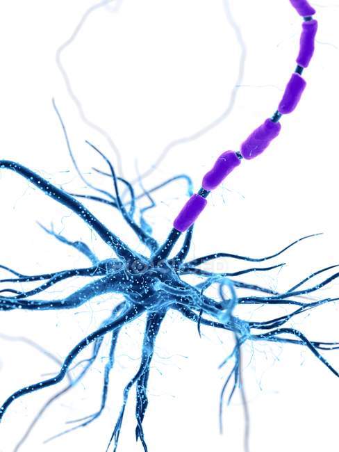 Ilustração digital de células nervosas humanas com dendritos
. — Fotografia de Stock