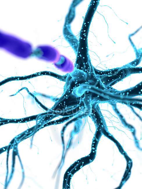 Digital illustration of human nerve cell with dendrites. — Stock Photo