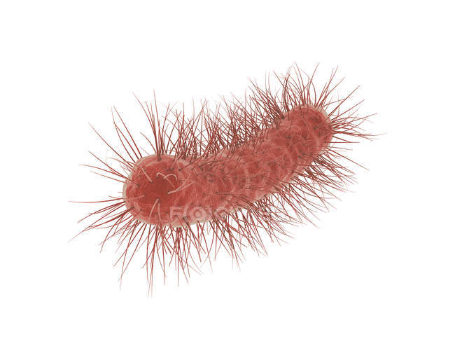 Цифрова ілюстрація бактерій Escherichia coli на білому тлі . — стокове фото