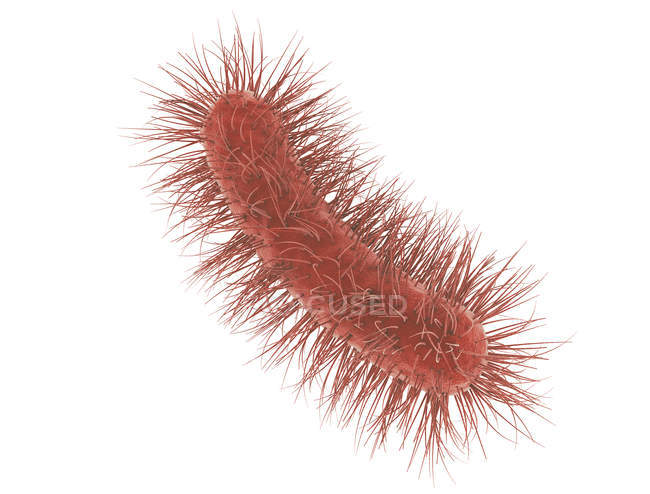Digitale Illustration von Escherichia coli Bakterien auf weißem Hintergrund. — Stockfoto