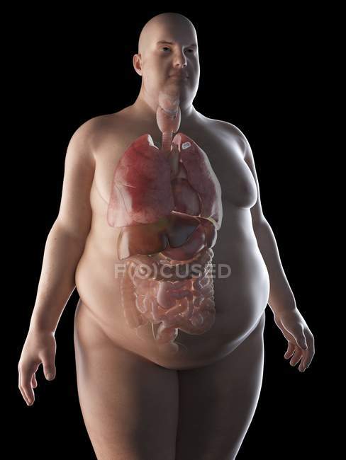 Ilustração da silhueta do homem obeso com órgãos visíveis . — Fotografia de Stock