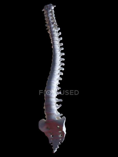 Ilustración de los huesos de la columna vertebral sobre fondo negro . - foto de stock