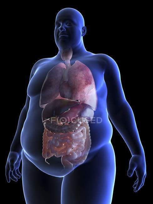 Ilustración de la silueta del hombre obeso con órganos visibles . - foto de stock