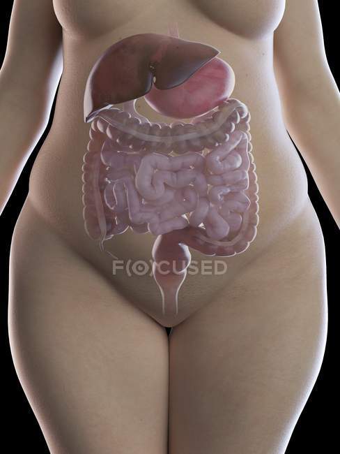 Ilustración de mujer con sobrepeso con sistema digestivo visible sobre fondo negro
. - foto de stock