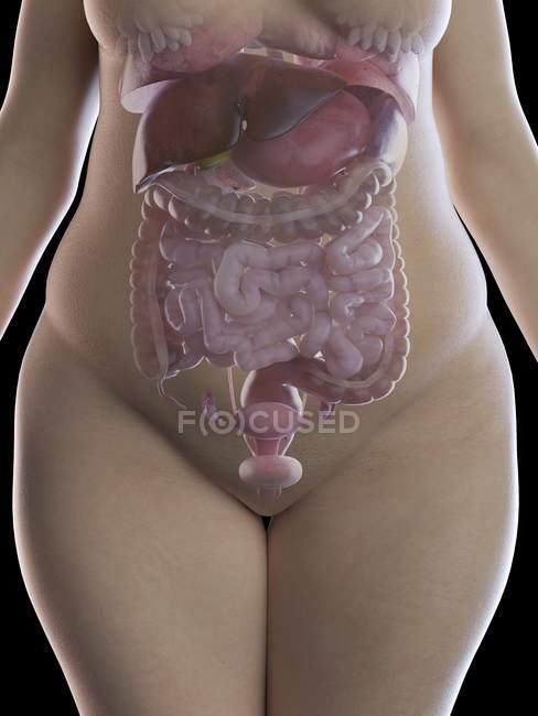 Ilustración de la mujer con sobrepeso con órganos visibles sobre fondo negro . - foto de stock