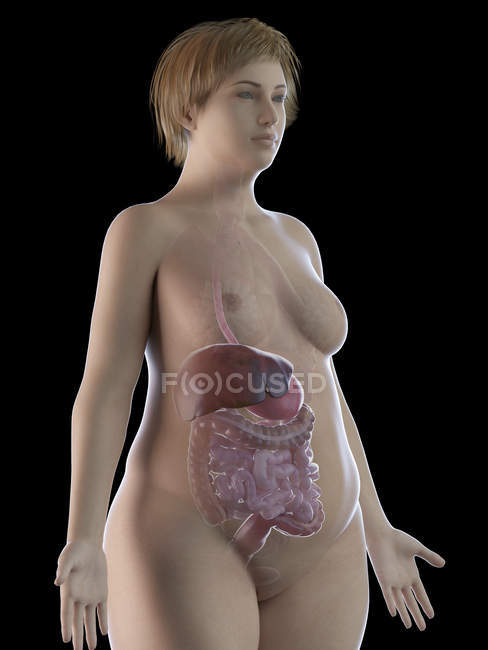Ilustración de mujer con sobrepeso con sistema digestivo visible sobre fondo negro
. - foto de stock