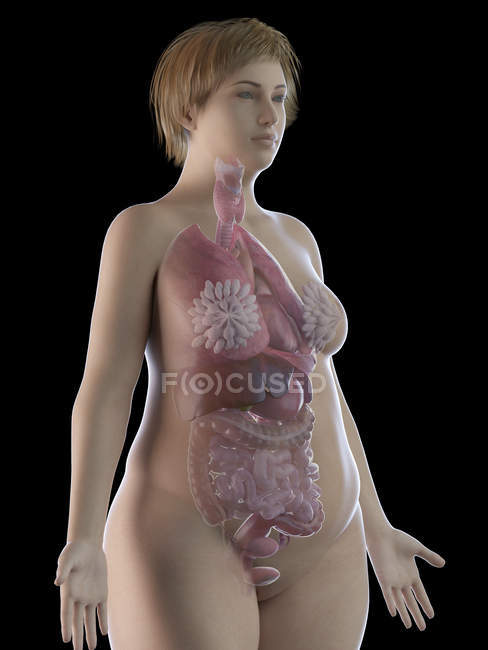 Illustrazione di donna in sovrappeso con organi visibili su sfondo nero
. — Foto stock