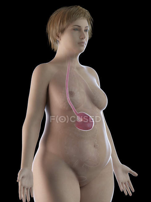 Иллюстрация толстой женщины с видимым желудком на черном фоне . — стоковое фото