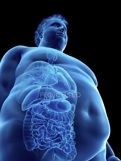 Illustrazione della silhouette dell'uomo obeso con organi visibili . — Foto stock